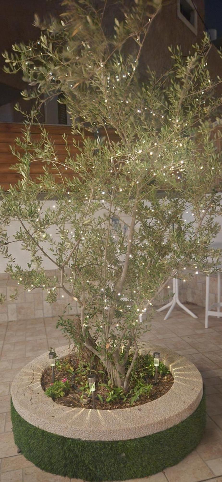 הקונכייה Eilat